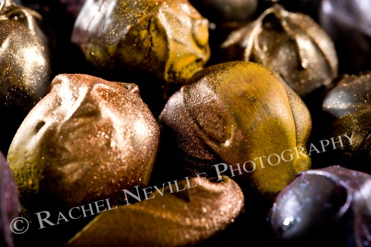 Xocolatti Gold Chocolate photographed by Rachel Neville