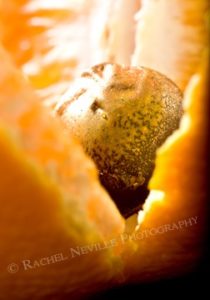 Xocolatti Orange Chocolate photographed by Rachel Neville
